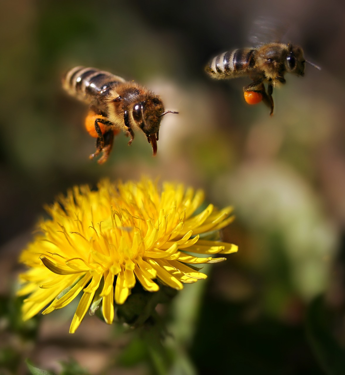 Weed Killers May Be Toxic To More Than Just Weeds