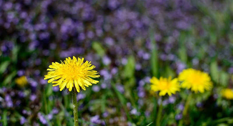 The toxic effects of weed killers